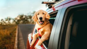 Vacances avec votre chien : cette erreur courante peut ruiner votre trajet (et votre budget)